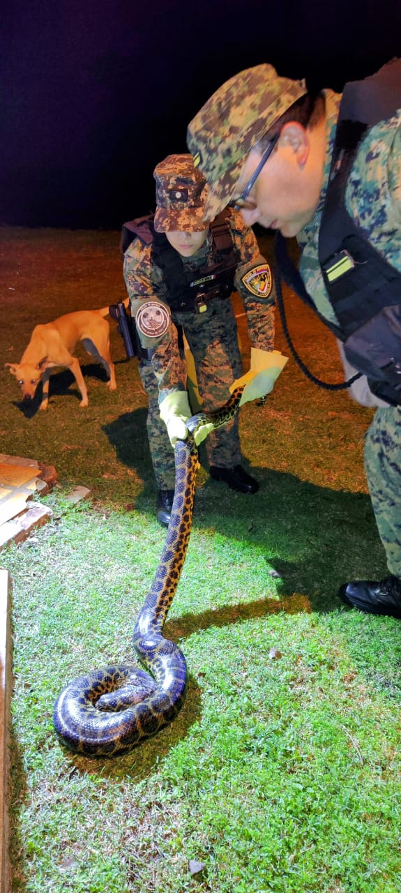 Rescataron una boa curiyú de tres metros atrapada en redes de pesca abandonadas en Posadas